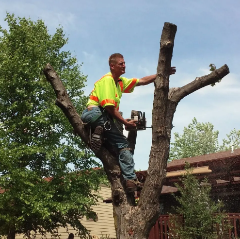 Arborist using a chainsaw in a lift to cut a tree in a forest.