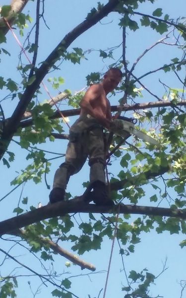 Man, shirtless, in tree, cutting branches with chainsaw. Blue sky background.