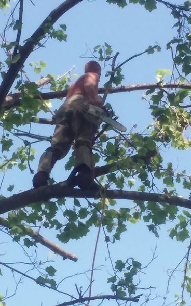 Man in tree using chainsaw, cutting branches; blue sky background.