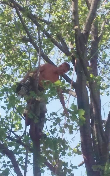 A shirtless man climbs a tree, holding onto branches. Green leaves and blue sky are visible.