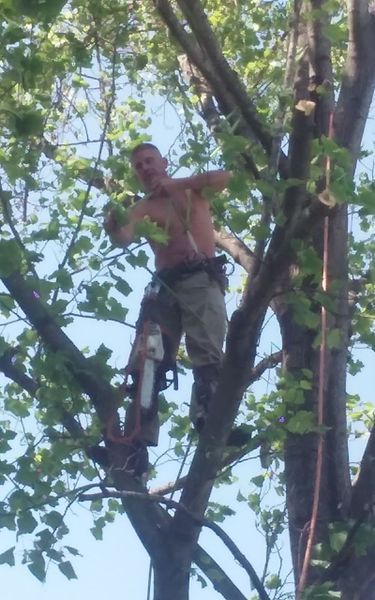 Man shirtless in a tree, using equipment to work on branches; outdoors, sunny day.