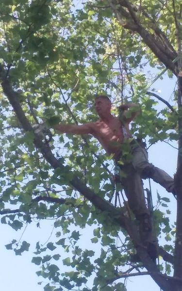 Man shirtless in tree, arms outstretched, under blue sky.