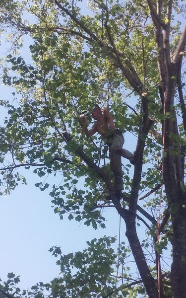 Arborist trimming tree branches high above ground on a sunny day.
