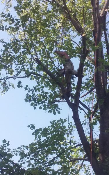 Person in camouflage trimming branches of a tree against a blue sky.