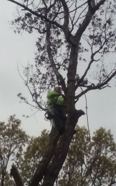 Man in safety gear climbs a tall tree on a cloudy day.