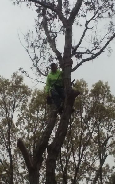 A person in green jacket, climbing a tall tree with gray branches, overcast sky in background.
