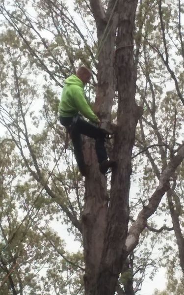 Person in green jacket climbing a tall tree, likely for tree care.