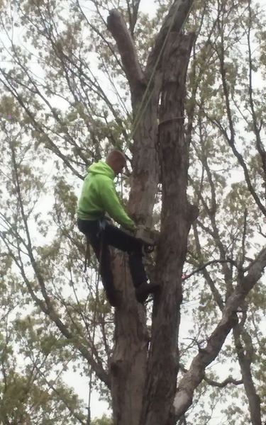 Arborist in a green hoodie trimming a tall tree, using ropes and safety gear.