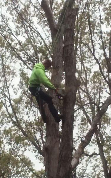 Person in green jacket climbing a tree with safety ropes.
