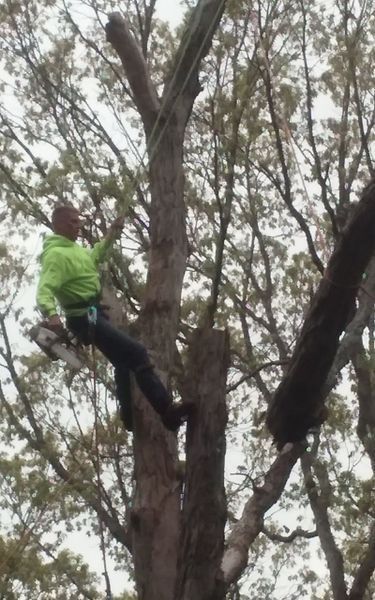 Arborist in green jacket cutting a tree, secured by ropes, high in the branches.