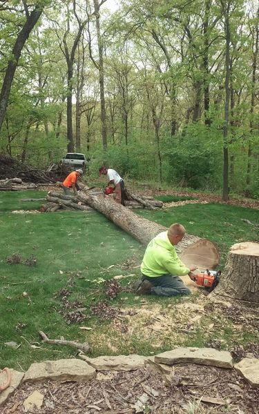 Three people cutting a fallen tree in a grassy yard with chainsaws; wooded background.