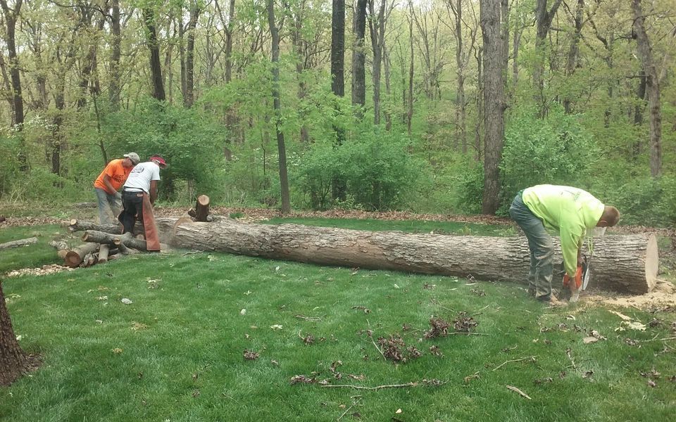 Three people cutting a large log in a grassy yard, surrounded by trees.