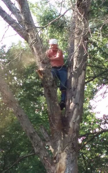 Man in a white hard hat in a tree trimming branches. Sunlight, greenery in the background.