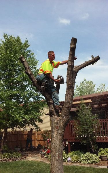 Man in safety vest using chainsaw in a tree, removing branches; sunny backyard setting.