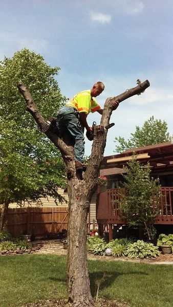 Man in a yellow vest, cutting a tree branch with a chainsaw in a backyard on a sunny day.