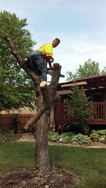 Arborist in orange safety vest, cutting tree branches in a backyard.