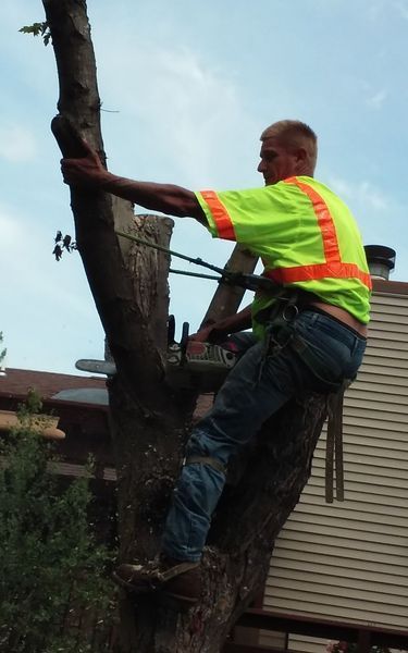 Arborist in neon vest uses a chainsaw to trim a tree.