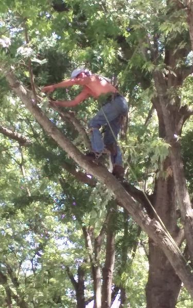 Man shirtless in a tree, using a tool to trim branches. Wearing a hat, jeans, and boots. Daytime, outdoors.