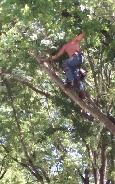 Person in jeans and pink shirt climbing a tree, surrounded by green foliage.