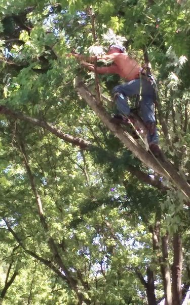 Man wearing a harness, trimming tree branches high in a tree. Sunny day.