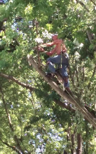 Man shirtless, trimming tree branches with a saw. He is high up in the tree wearing jeans, and a harness.