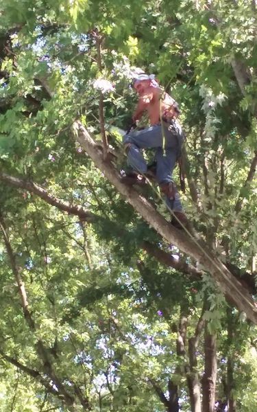 Man in a tree, wearing a helmet and safety harness, cutting a branch. Green leaves surround him.