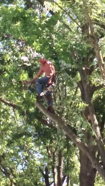 Man in tree trimming branches; orange shirt, blue jeans, sunny day.
