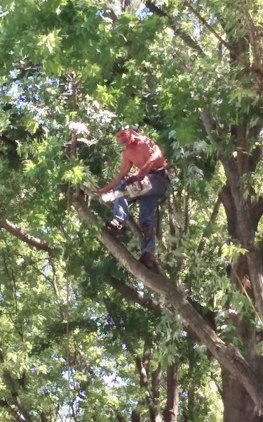 Man in tree with chainsaw, trimming branches on sunny day.
