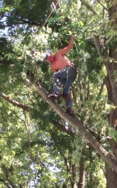 Man in a tree, cutting branches. Wearing jeans, no shirt, using ropes. Outdoors, daytime.