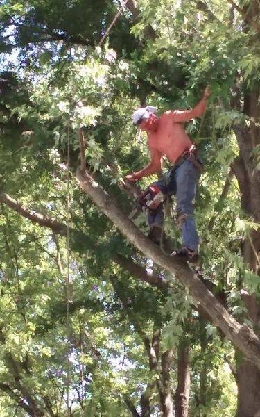Man in a tree, cutting branches with a chainsaw. He is shirtless and wearing jeans.