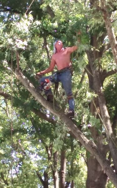 Man shirtless in tree, trimming branches with chainsaw.