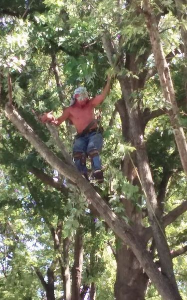 Man shirtless, climbing tree, reaching for branches.