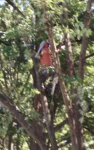 Person in an orange shirt and hat, working in a tree with branches and foliage.