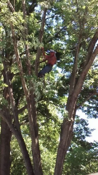Man in red shirt and blue jeans, high up in a tree, presumably trimming branches.