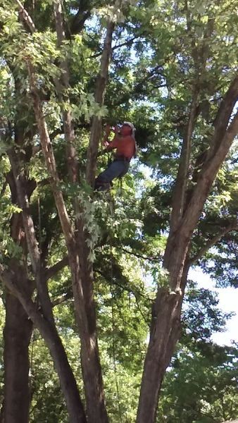 Arborist in orange shirt and helmet, trimming branches of tall tree on a sunny day.
