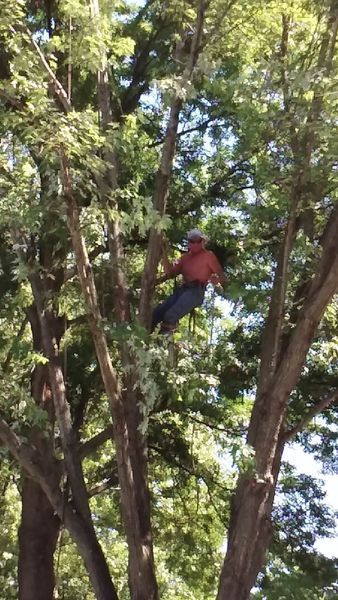 A person in a tree, wearing a hat and shirt, cutting branches.