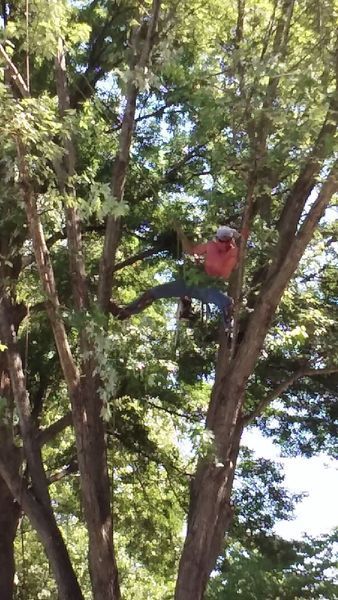 A tree climber in a tree wearing red shirt and harness, cutting branches with a saw.