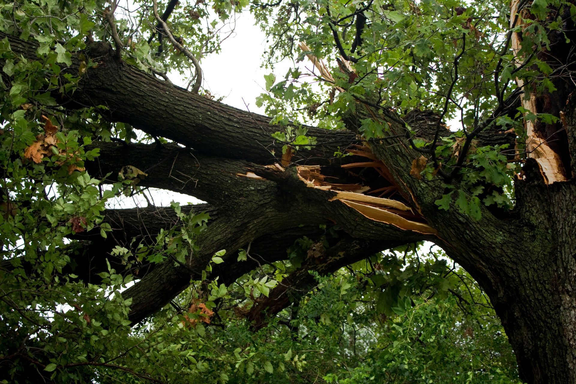 A dangerously split large oak tree is in need of professional emergency tree service. A dangerously split large oak tree is in need of professional emergency tree service.