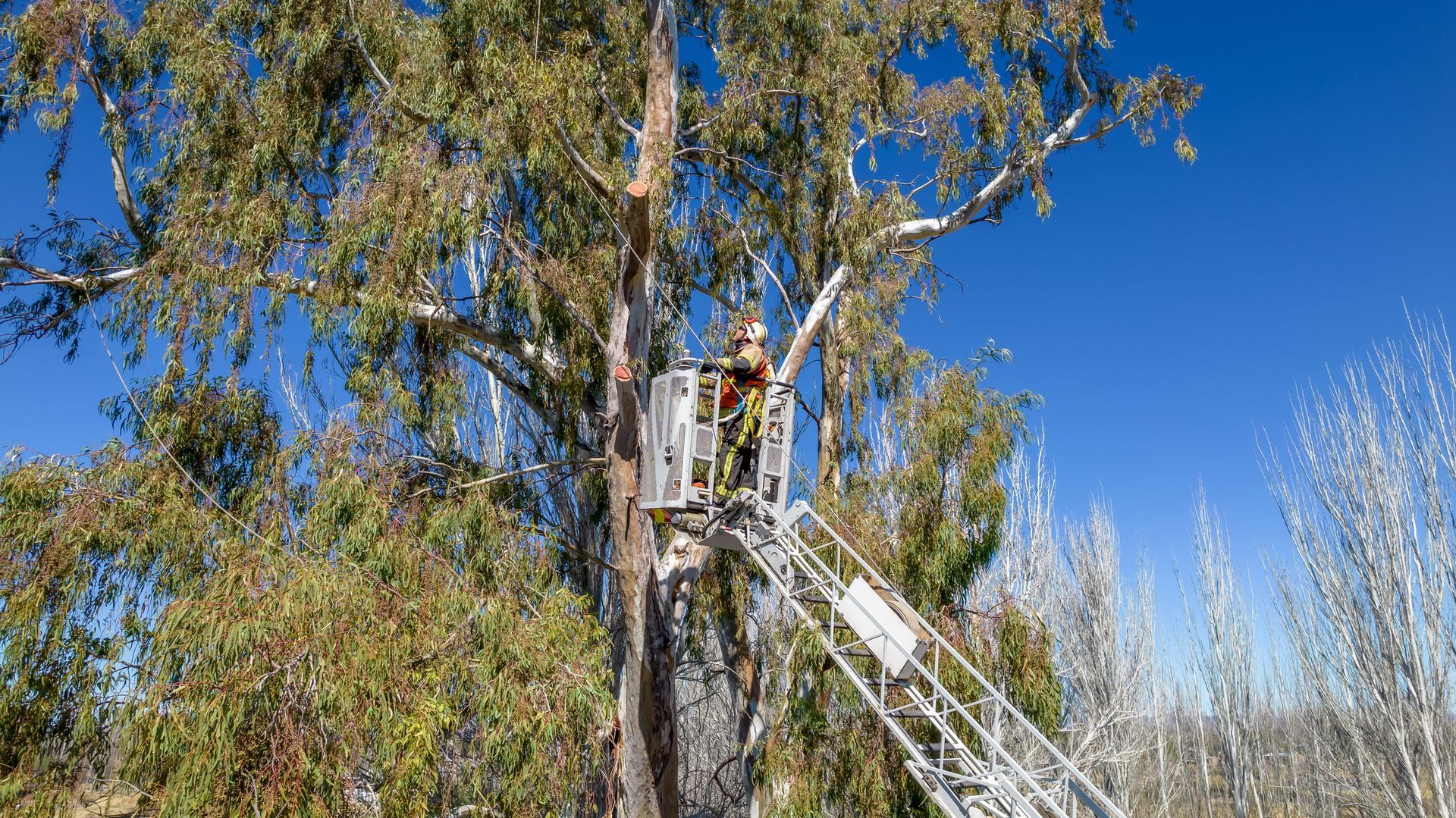 Firefighter in a cherry picker trimming a tall tree on a sunny day.