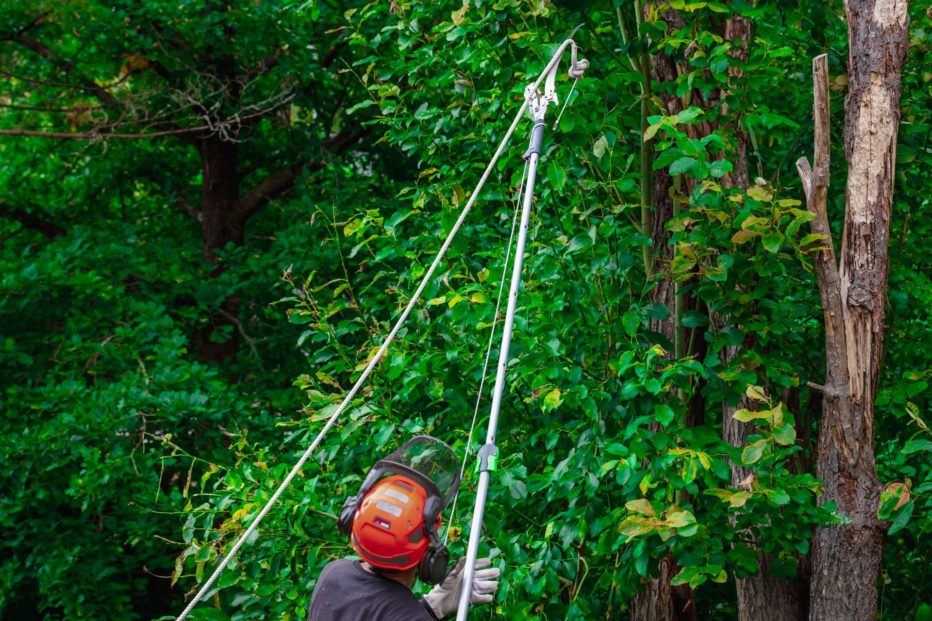A man is cutting tree branches.