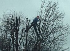 Person climbs a bare tree, gray sky.