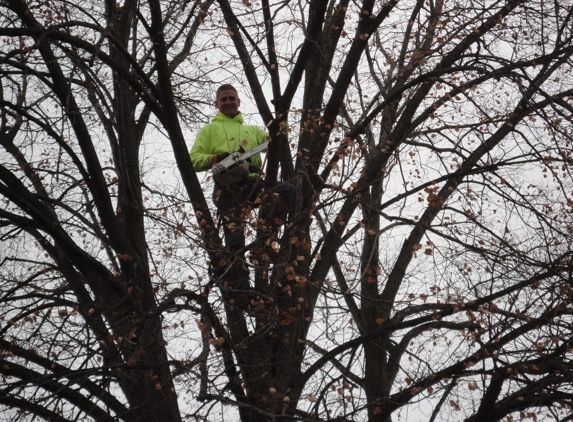 Man in a tree trimming branches, wearing a neon yellow jacket.