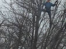 Man in blue climbing a bare tree, reaching up. Overcast sky.