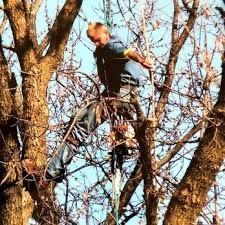 Man climbs a tree, secured by a rope. Blue sky in background.