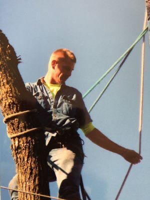 Man in denim shirt and harness, trimming a tree, with ropes and clear sky.