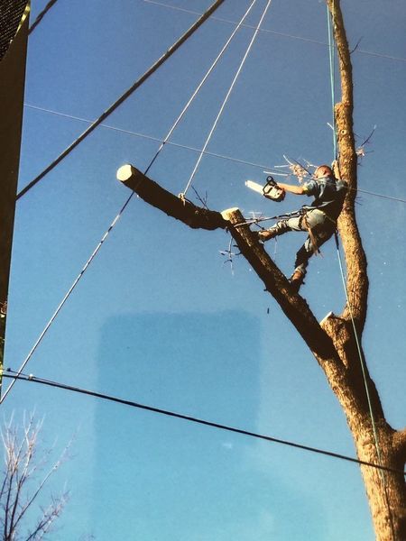 Arborist, high in a tree, using a chainsaw; secured by ropes. Blue sky background.