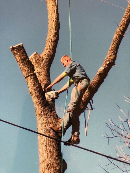 Man in a tree using a chainsaw, wearing a harness; blue sky background.