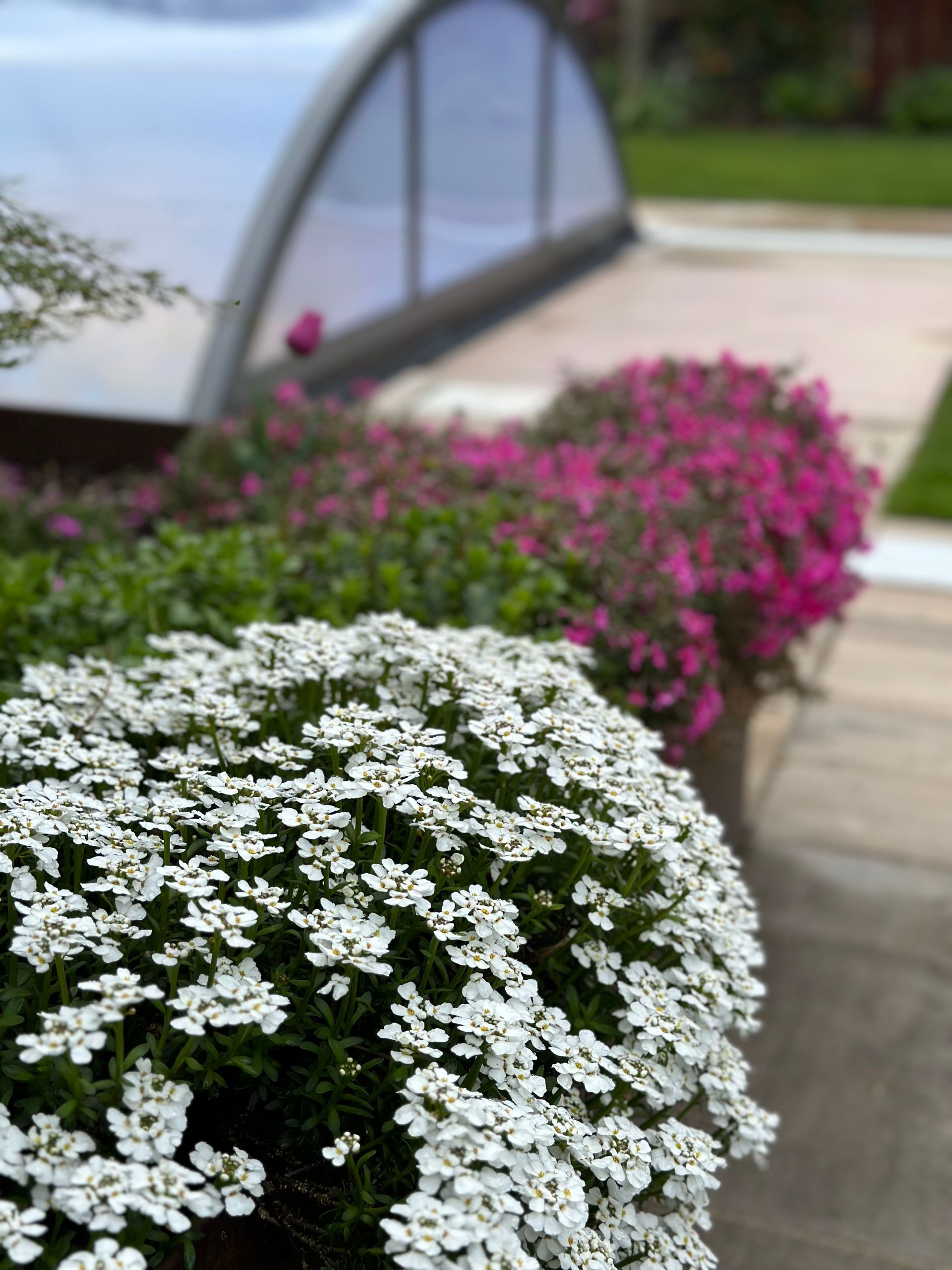 Eine Heckenschere schneidet einen Busch in einem Garten.
