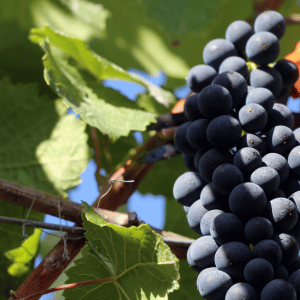 Grapes in vineyard amarone wine 