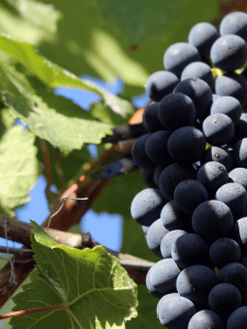 Wine Tours VErona 